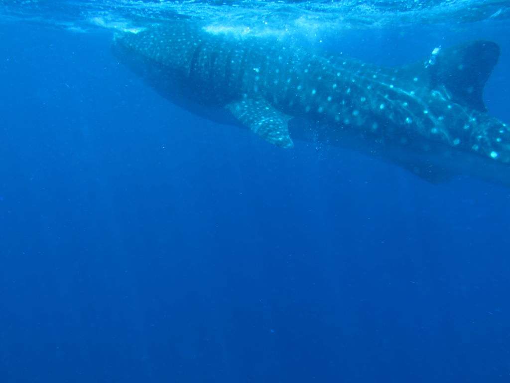 113ee650-6a89-48a5-90e8-52311a051da7