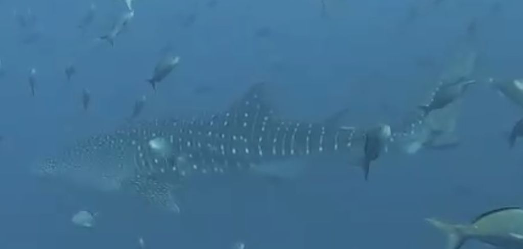 77ce83eb-c8e6-4aaf-8d6a-a5c9da691ebb