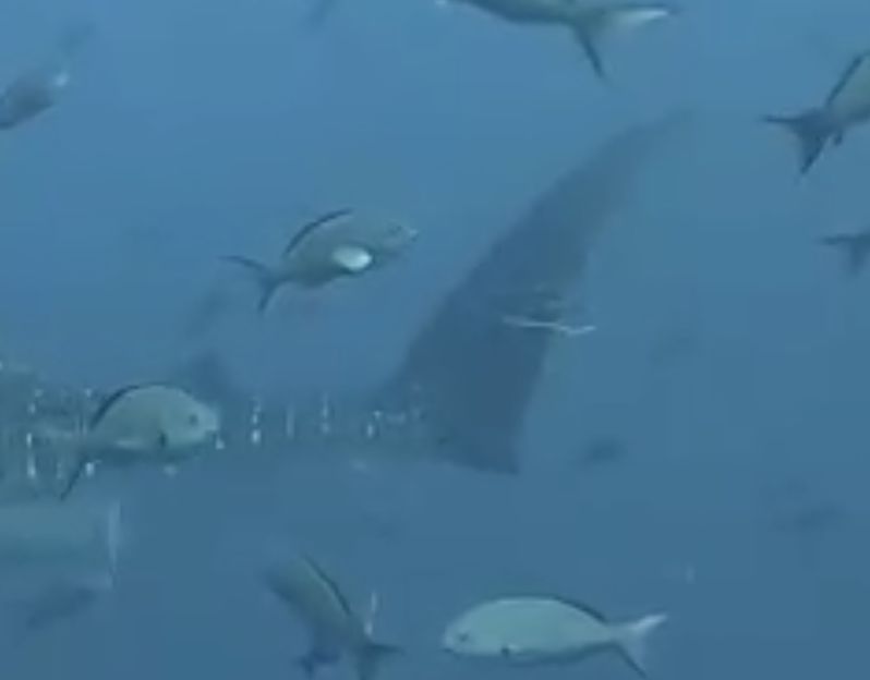 77ce83eb-c8e6-4aaf-8d6a-a5c9da691ebb