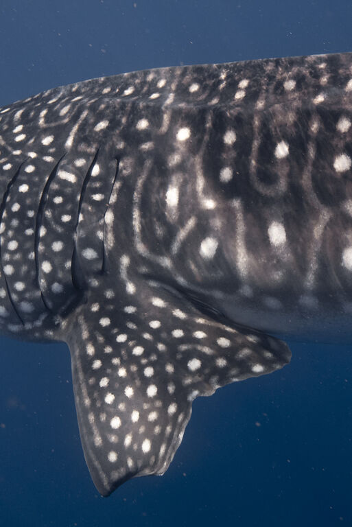 4d255eb7-97e2-4f1b-8cd2-d1f73f6b64d3