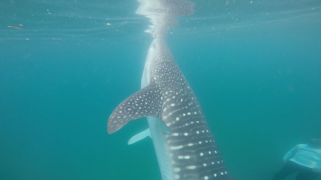 6e9f117e-b445-4362-a62d-74a9e5a842f0