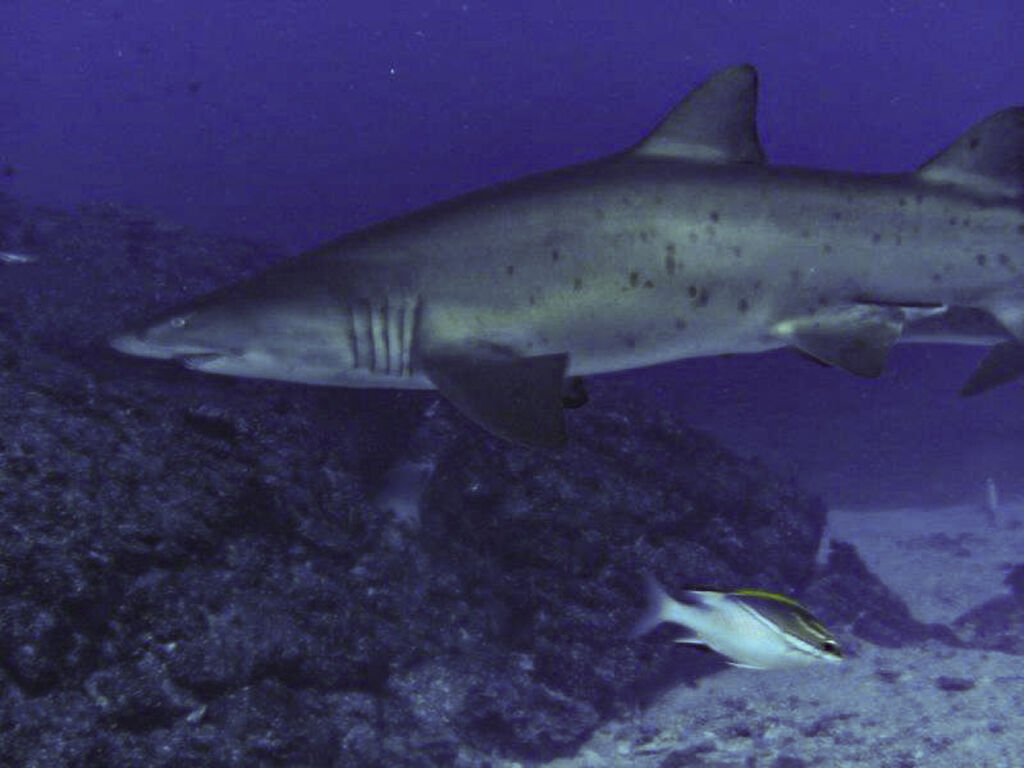 21a7e386-5711-477d-89d6-3397f7b6908f