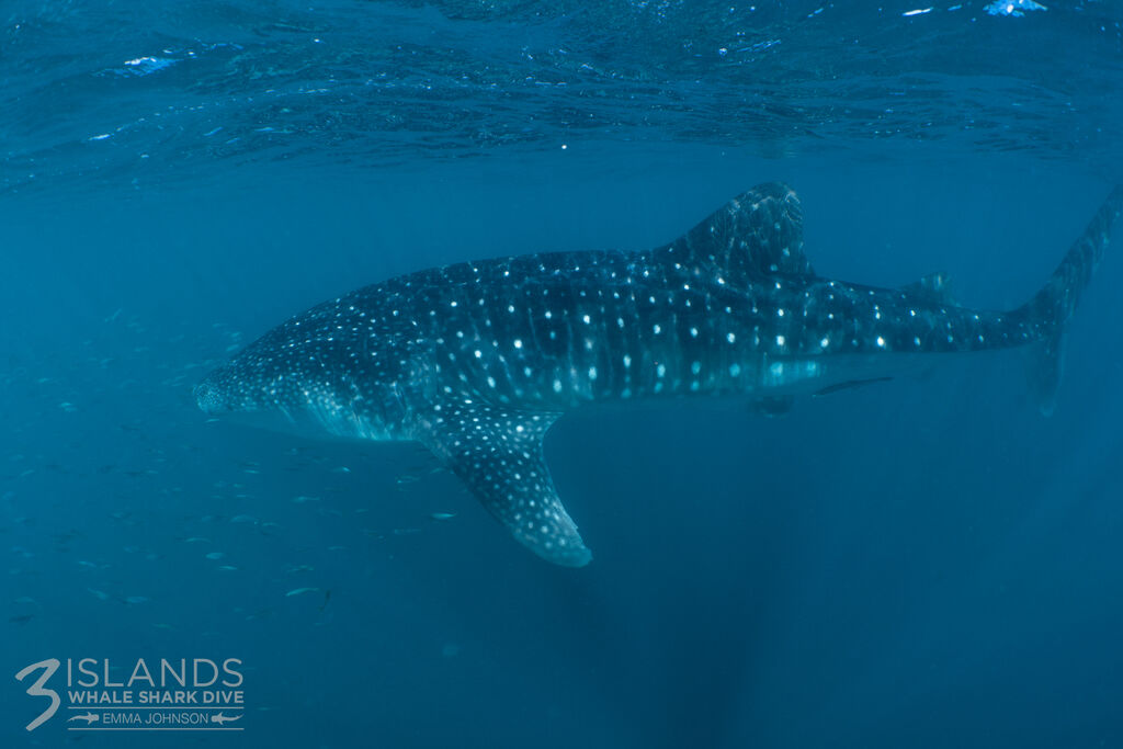 c1c4e535-5541-4ae3-910d-08089ff8da99