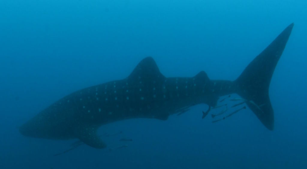 4453a545-a806-469d-9b8a-875166cf1242