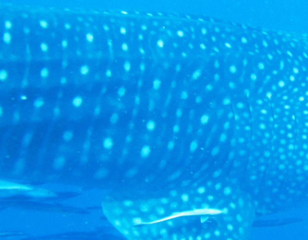 cfad22ac-7605-4511-94e6-b91f761242a2