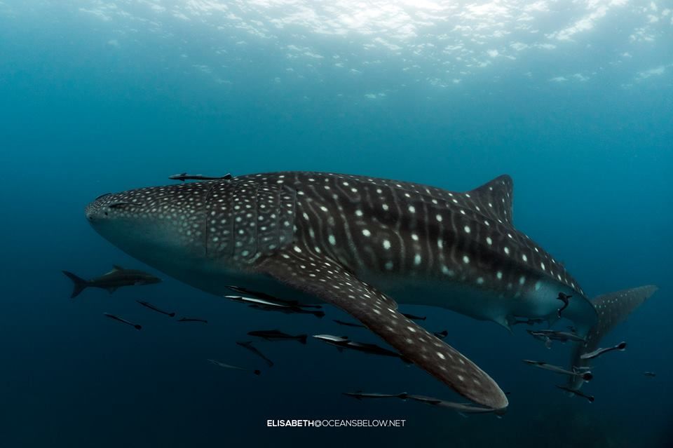 36aff140-1981-49e8-98e7-3b55f41ad3a1