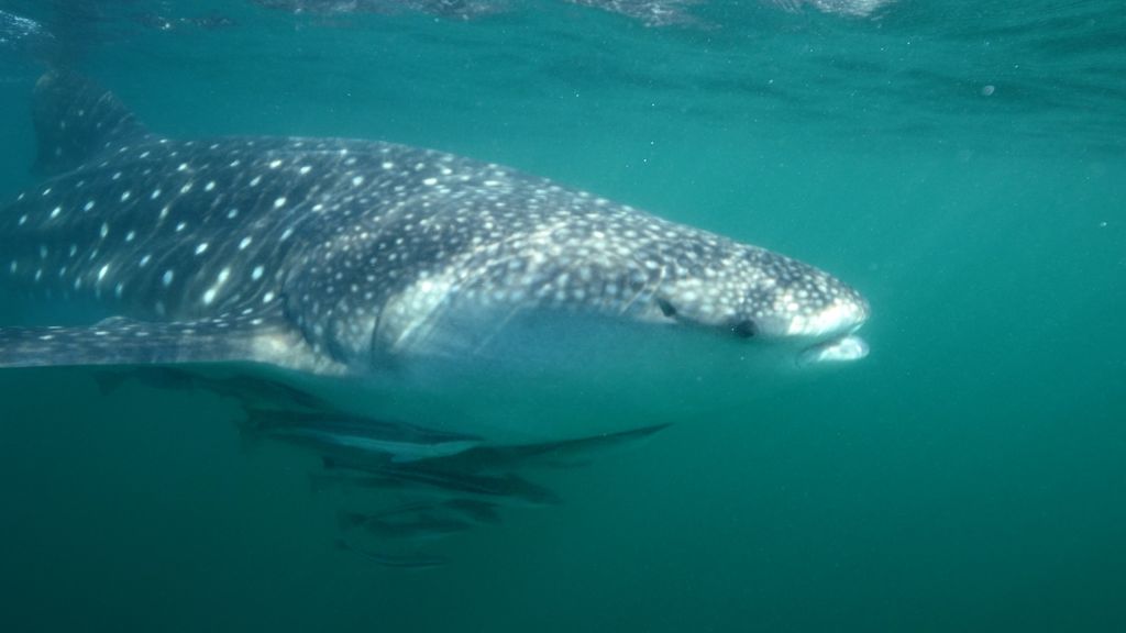 1195607a-7321-4768-a325-de5f413e3f0a