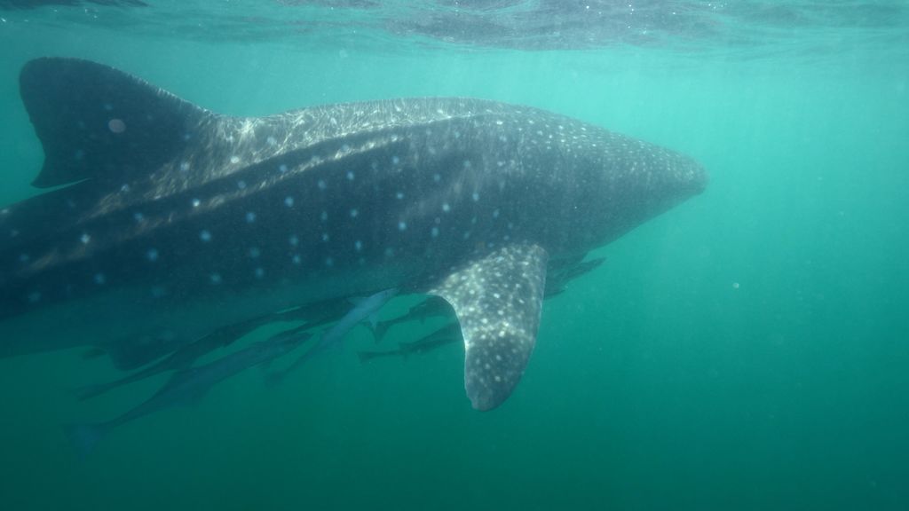 1195607a-7321-4768-a325-de5f413e3f0a