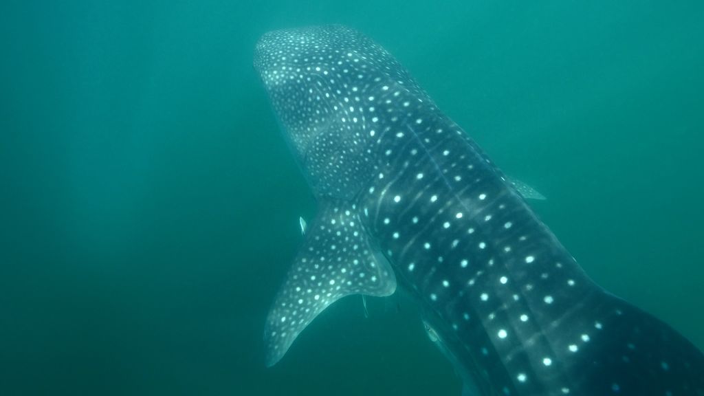 1195607a-7321-4768-a325-de5f413e3f0a