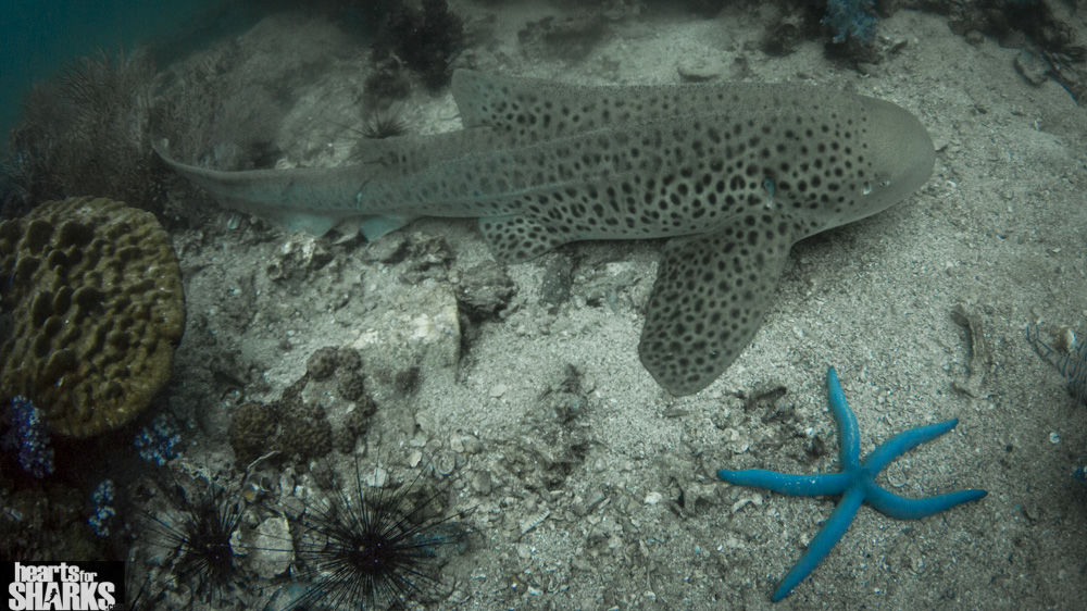 083f1a98-b58b-4d0c-86c1-026fb9c6711a