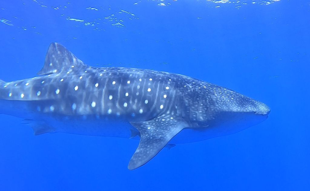 26b65782-0199-4f5b-8d86-42eb87e4621e