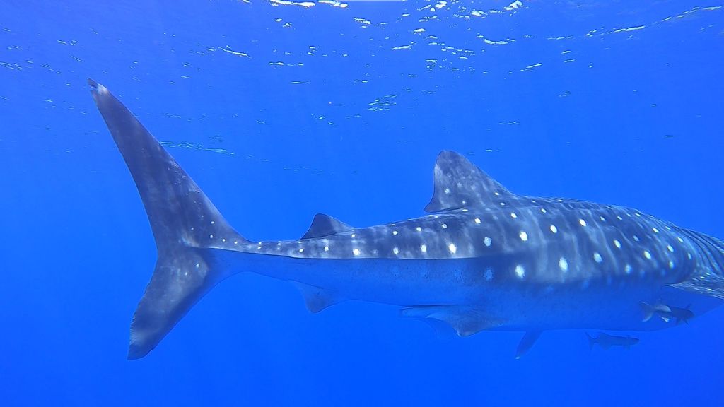 26b65782-0199-4f5b-8d86-42eb87e4621e