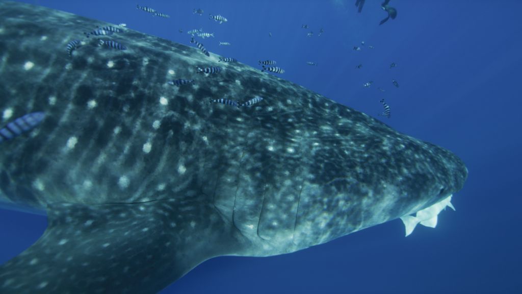 997bac4c-c040-49dc-a64d-47ed381d213f