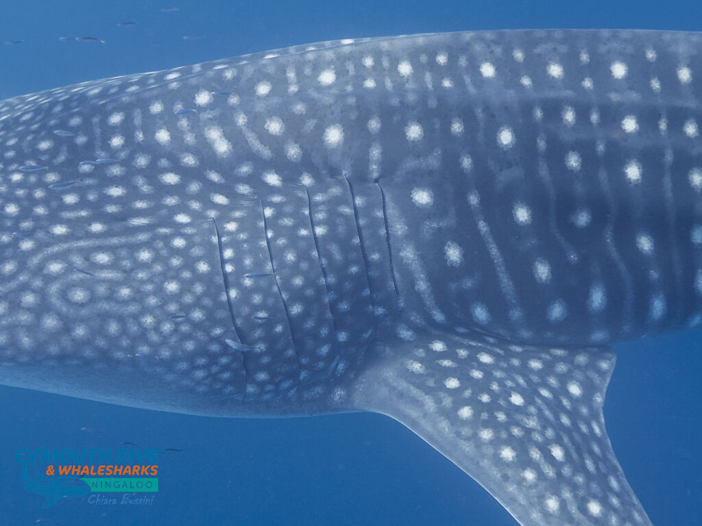 4614197a-62c7-446a-9b8a-58eac5f73ad7