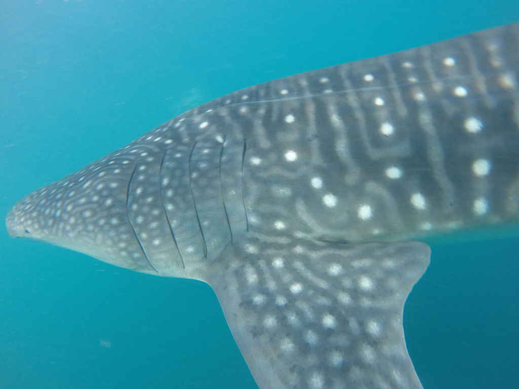 bfee08b3-550f-419e-9278-5dde9d11d110