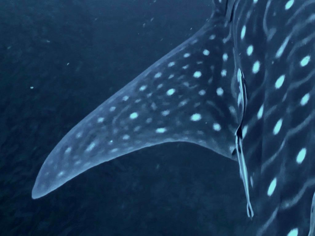 4180d1df-07b1-4cdc-b822-006ec706295c