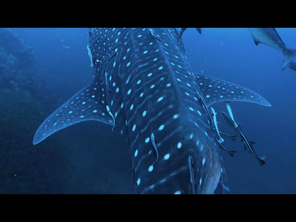 4180d1df-07b1-4cdc-b822-006ec706295c