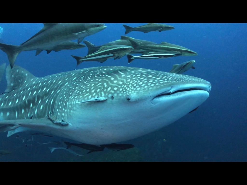 4180d1df-07b1-4cdc-b822-006ec706295c