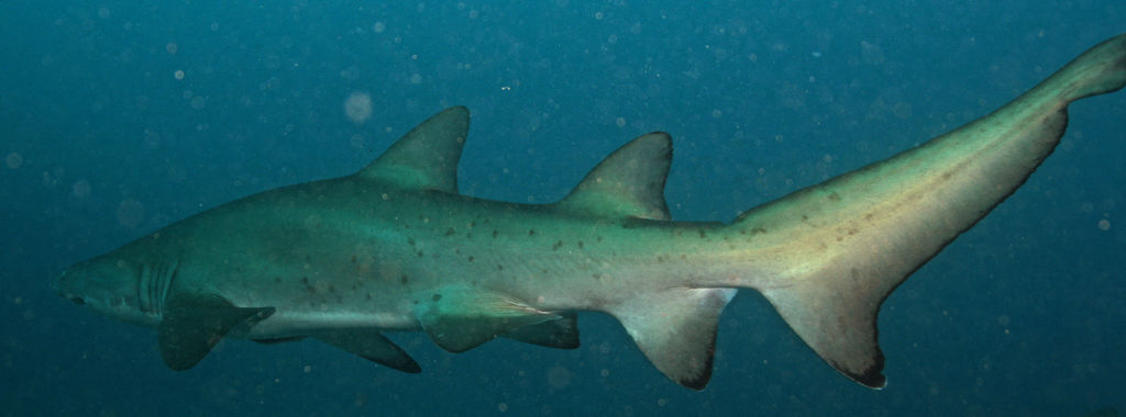 1e6adf89-d621-496d-a3c4-2be05bf2074f