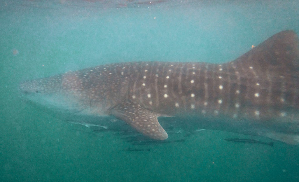 727240aa-36f0-4402-8370-db97d77981fb