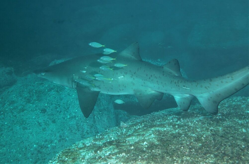 655ab7e6-aec8-428e-bf8e-64723fba3e52