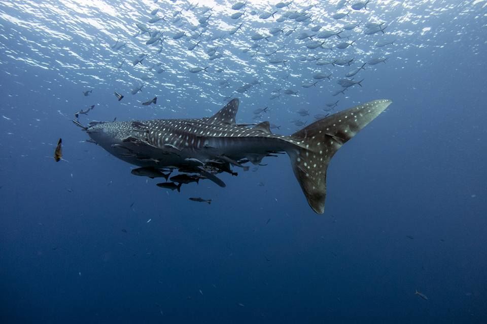 bf18772f-052b-4395-ae75-2ece1f8899d1