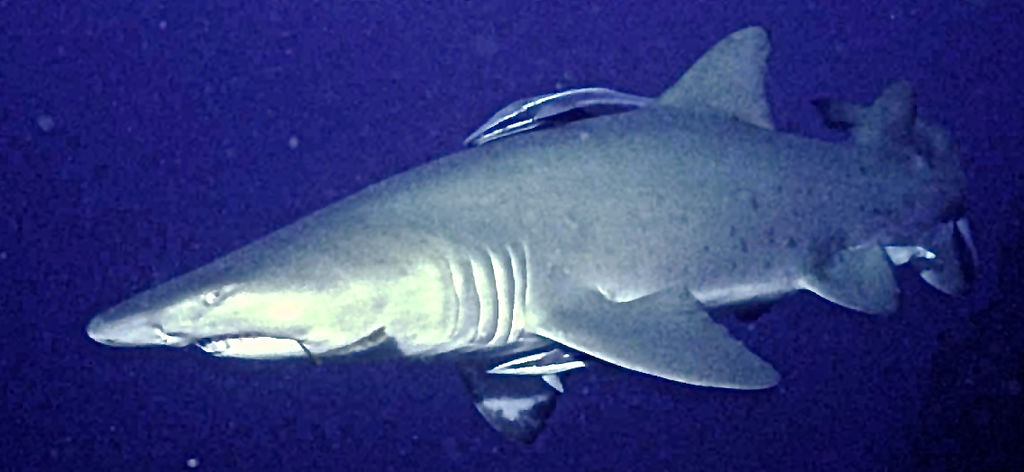 56915dc3-a9b8-47f8-9689-8847b06782d4