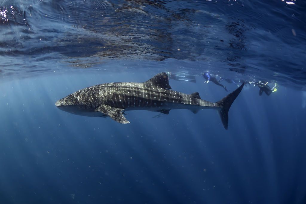 37a566d6-9a48-48fd-9c14-3b2f9ceb2a8e