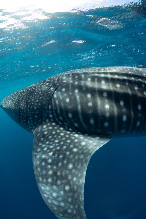 90d0974c-fd36-48f5-b923-47c5123c0419