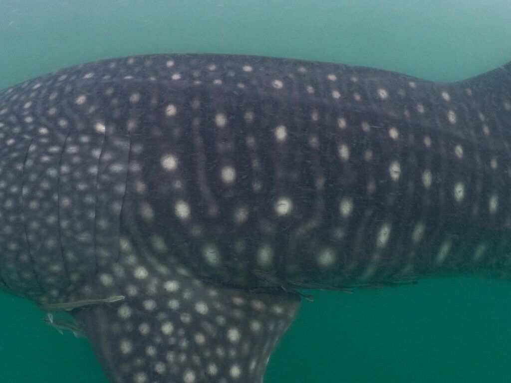 ff31e06a-881d-47a8-8da9-9c249cd8caba