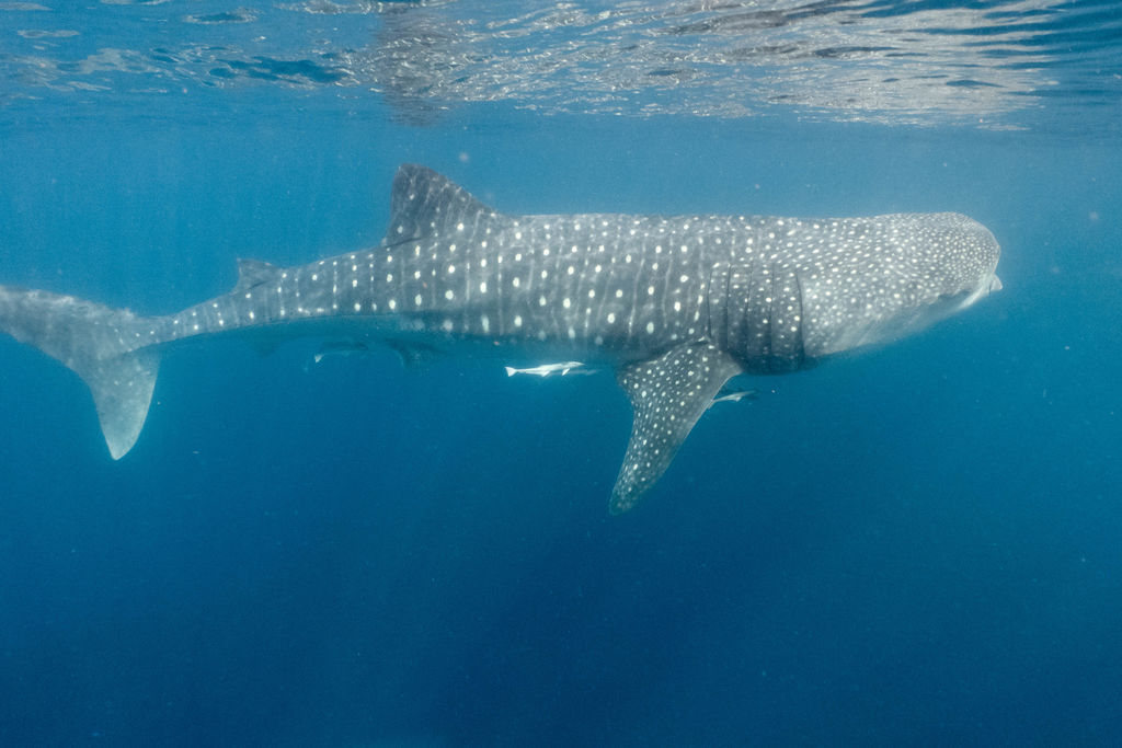 5b8b8cdd-668f-4632-bb73-b0892d72f87e