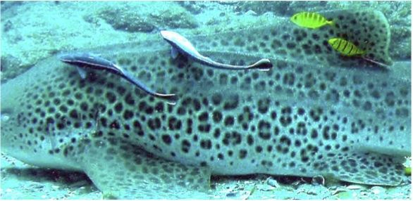 d2f1fc00-1c2f-44c4-ad41-adbc9431a313