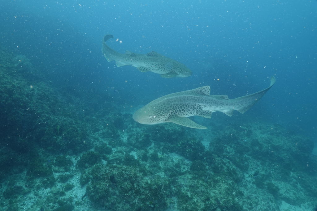 cdabd84c-d01d-44fc-af0f-d6bce63cb4ee