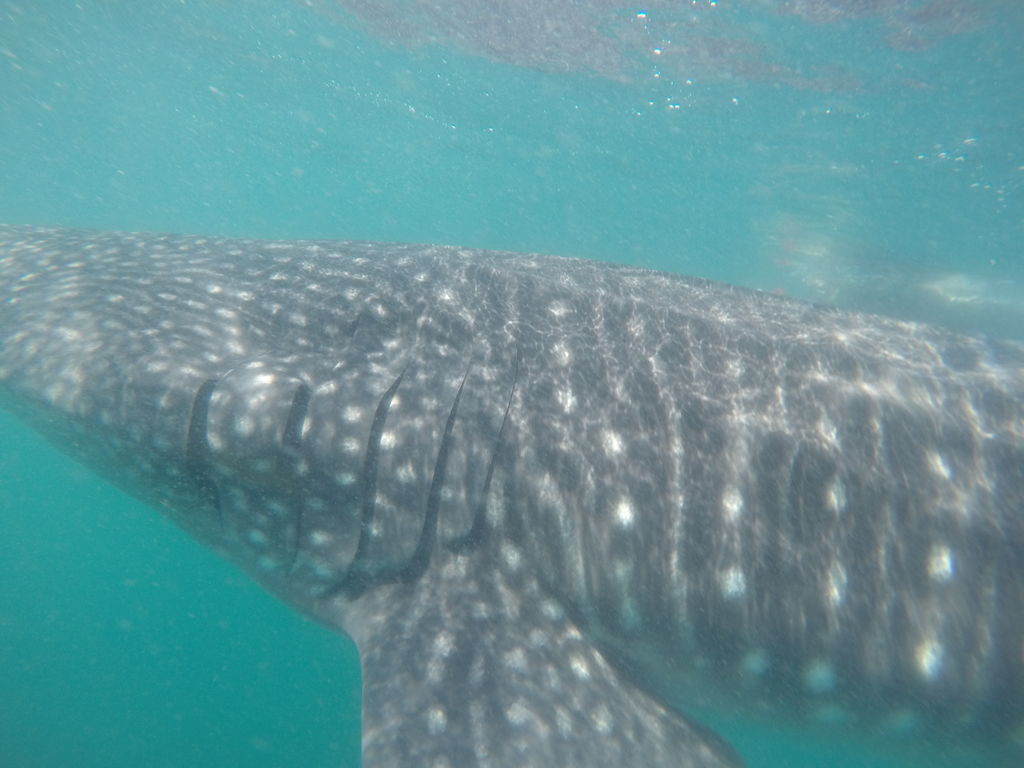 d8fb07d1-16a0-4098-8f59-50c7d7bbf930