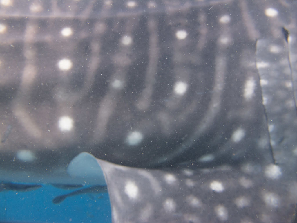 6204a903-7657-4ba4-950d-3baf9f460c95