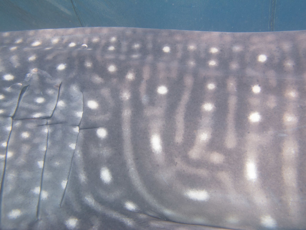 6204a903-7657-4ba4-950d-3baf9f460c95