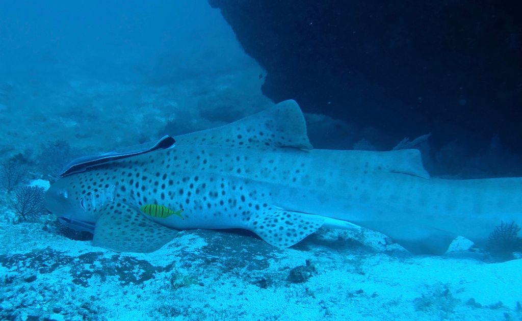 afaffca9-f6f3-4080-9eb8-af9c4d82fd3e