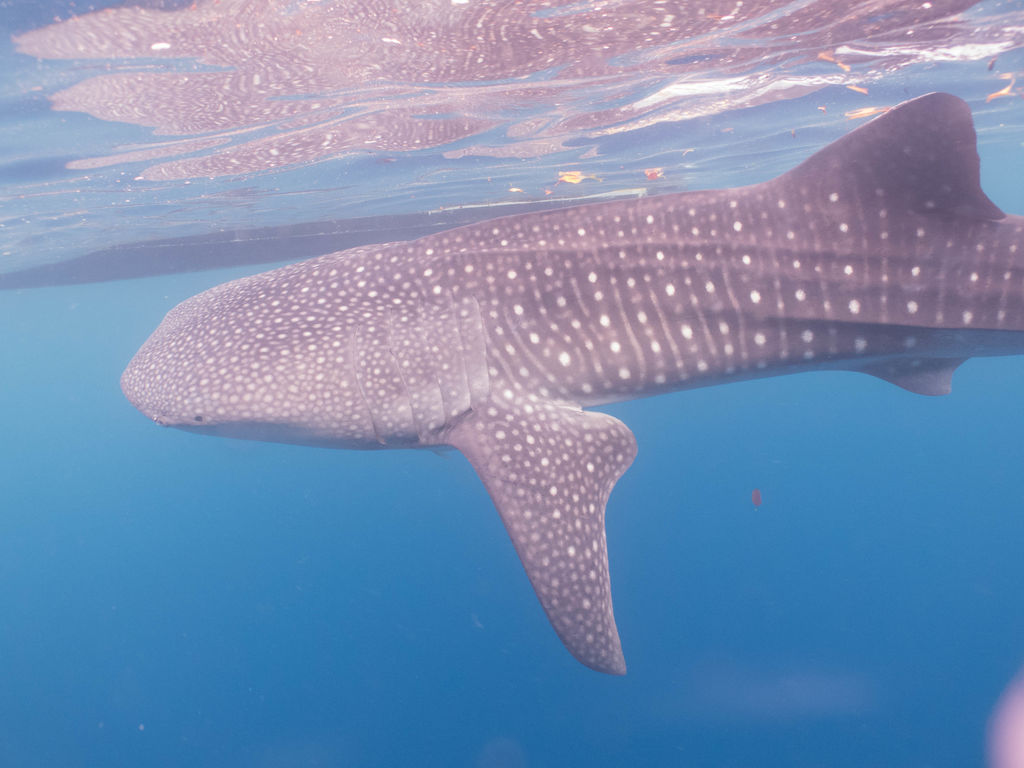 d44d475a-9b4b-4a3a-a995-b21261c41509