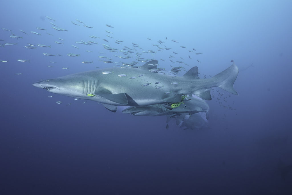 a482a28c-0bf0-49a3-a096-8ecdcc1ef88b