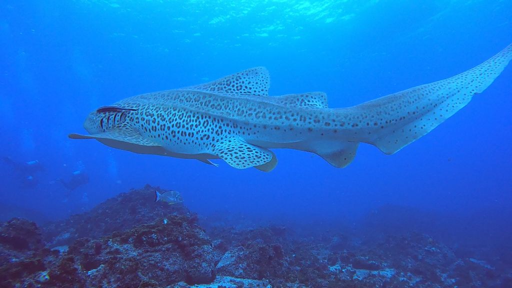 cd1f4dcc-ee51-4094-baa0-a20e7da28074