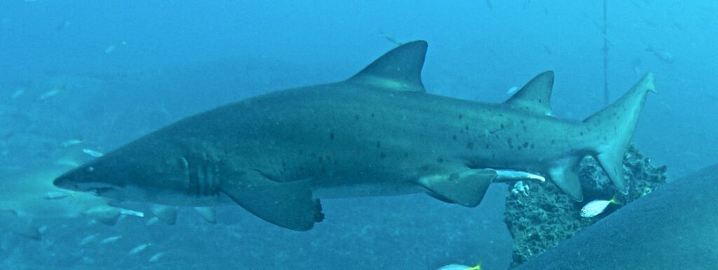 4e313586-b873-485c-b05d-66942e8c1149