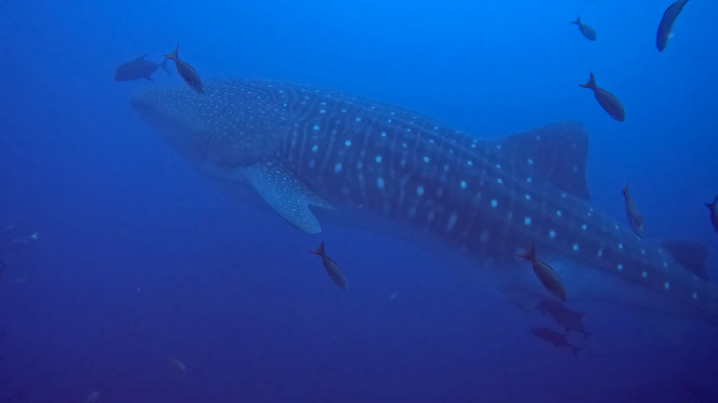 1893ca21-be48-47b7-ab03-fdc447dbe551