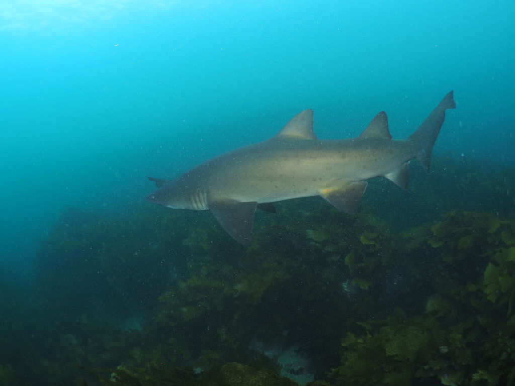 0db0d8ce-1f9a-4563-bd61-f446e8d00543