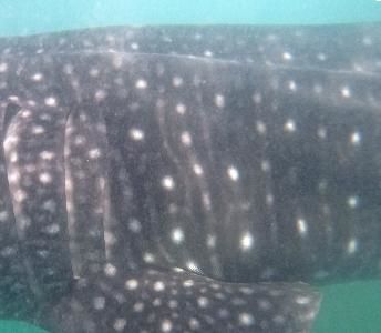 f4035bc4-a365-49bd-ba00-cbd26000d775