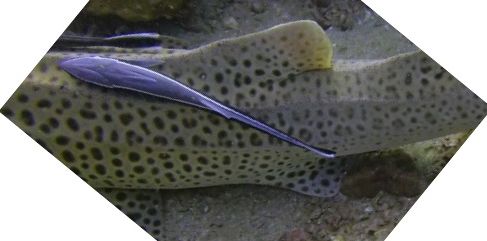 0771a747-ded9-4590-9669-50264fbe59c1