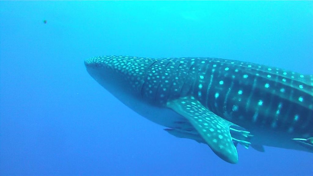 ed816543-3fec-44ac-937b-a809da3ba204