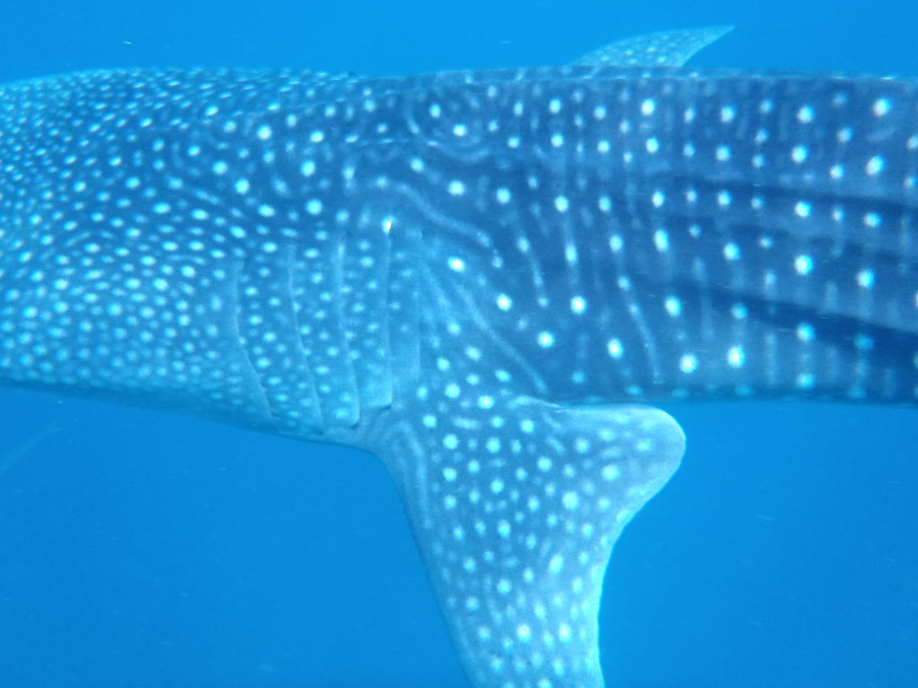 c9f6a3dc-07a3-4639-81c5-578647fcb0d8