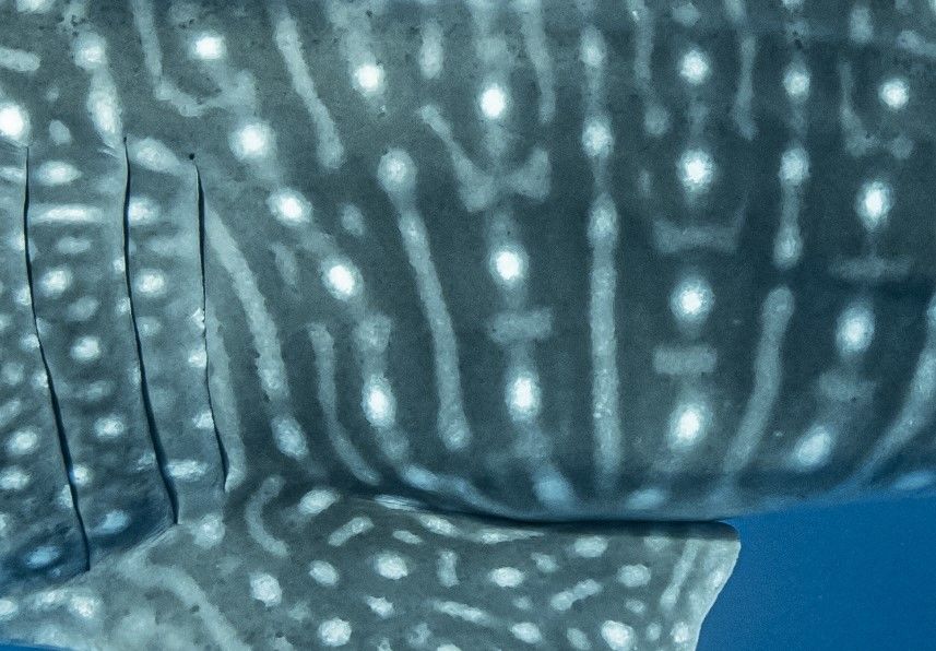 f8718fc0-40ce-4c3c-8a7c-c299972a9022