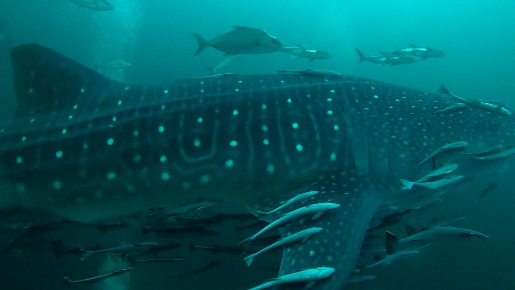 4acb42bd-7f22-491f-8f27-56659478108d