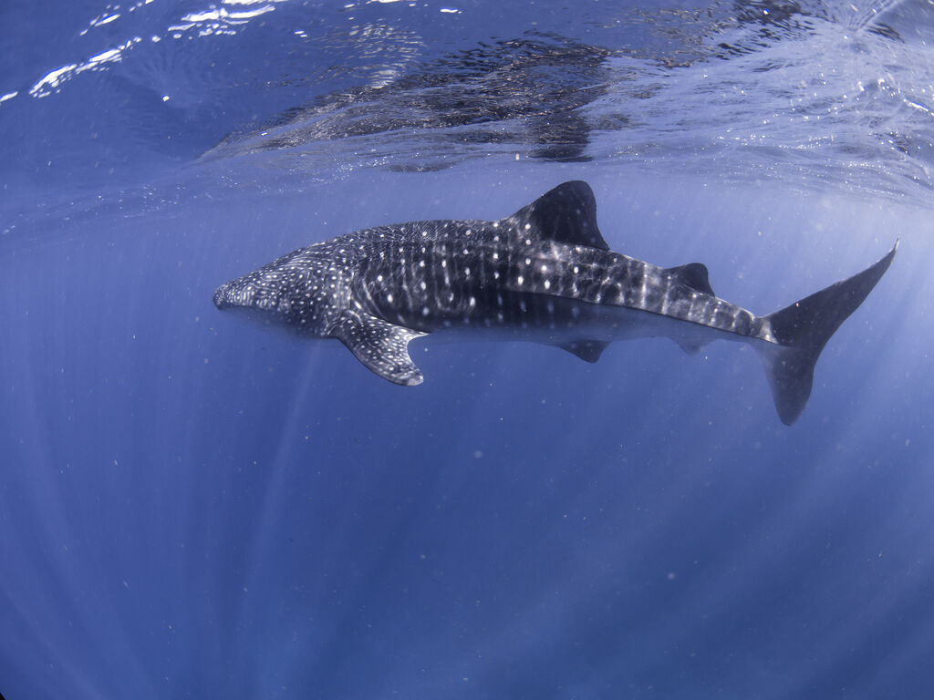 5076db4d-0a5e-415f-9541-2615a5598f62